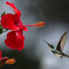 Hibiscus (Hatmi Çiçeği)