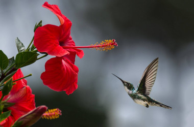 Hibiscus (Hatmi Çiçeği)