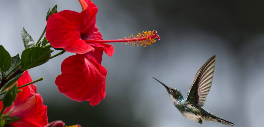 Hibiscus (Hatmi Çiçeği)