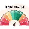 Leptin Hormonu Nedir? Nasıl Çalıştırılır?