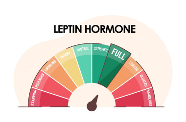 Leptin Hormonu Nedir? Nasıl Çalıştırılır?