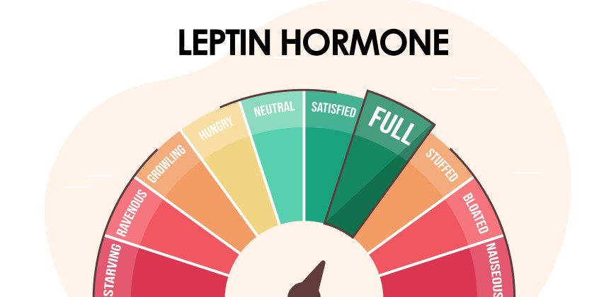 Leptin Hormonu Nedir? Nasıl Çalıştırılır?