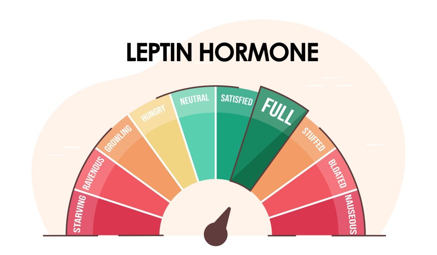 Leptin Hormonu Nedir? Nasıl Çalıştırılır?